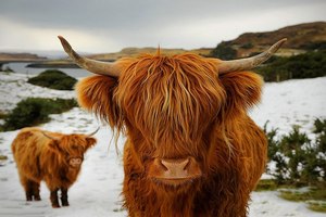 Альпийские луга и шотландские коровы в Карелии