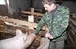 Новгородский фермер откормил больше тысячи свиней