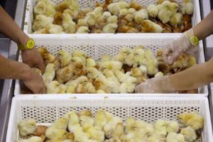 В Германии могут окончательно запретить умерщвлять цыплят-петушков на птицефабриках