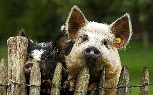 В Жирновском районе Волгоградской области нашли очаг африканской чумы свиней