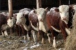 Хозяйства Алтайского края проводят бонитировку скота мясного направления продуктивности