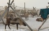Антипаютинские олени меньше болеют бруцеллёзом