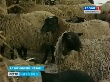 В Болотнинском районе делают ставку на овцеводство
