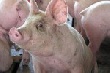 Африканская чума свиней уже в соседних регионах Африканская чума свиней уже в соседних регионах