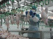 На Ямале в 2015 году будет запущено производство мяса бройлера мощностью 3 тысячи тонн в год