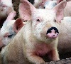 Опыт Германии для свиноводческого комплекса ПАРКа