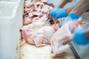 Низкие цены на курятину экспортеры компенсируют объемами. Какие тенденции на мировом рынке мяса птицы?