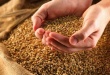 Мировое производство фуражного зерна в 2013 году может достичь рекорда