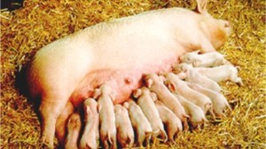 Новые мега-фермы позволят возродить свиноводство на Кубани