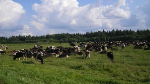 В Забайкалье поддержат молодых фермеров