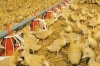 Ростовская область вышла в лидеры по производству мяса птицы
