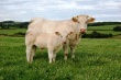 Томские аграрии составили родословную для 401 коровы