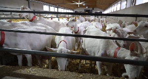 В Коломне появится ферма по разведению коз 