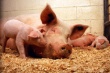 Власти Белореченского района ищут инвесторов для строительства свинокомплекса