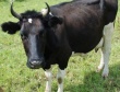 Сельскохозяйственные предприятия в Хабаровском крае наказаны за плохое содержание скота