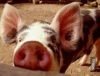 Дирекция «Омского Бекона» запрещала своим работникам содержать свиней