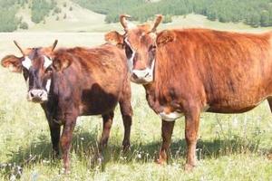 Сократившееся из-за засухи поголовье скота в Иркутской области восстановится в 2017г - власти