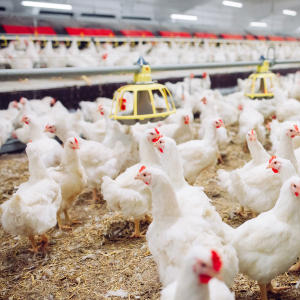 ФАС начала антикартельные проверки 12 производителей яиц и курятины