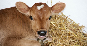 Северная Осетия направит более 21,5 млн рублей на развитие племенного животноводства