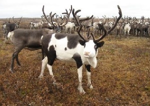 Минсельхоз оценил комплекс по безотходной переработке продукции оленеводства в Коми