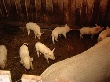 Амурским свиноводам помогут деньгами