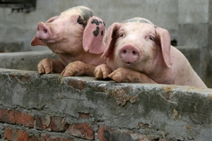 Еврокомиссия закрывает проект по хранению свинины