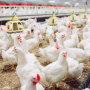 Линдовская птицефабрика построит репродуктор бройлеров за 1,6 млрд рублей