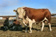 Мясное скотоводство в Курганской области будут субсидировать