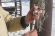 В Саратовской области испытали новую вакцину против бруцеллеза