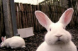 Половину потребления мяса кроликов в России покроют три новые фермы на Северо-Западе