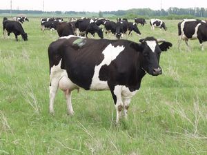 В Новой Зеландии позаботились о скоте на законодательном уровне