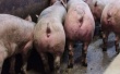 Национальный cовет производителей свинины США принял новую стратегию по борьбе со свиной диареей