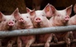 Беларусь ввела запрет на ввоз свиней из Эстонии