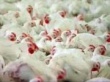 Свердловские птицефабрики могут быть проданы по минимальным ценам