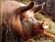 Строительство свинокомплекса в Краснодарском крае