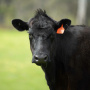 Очаг парагриппа коров выявили в Карелии