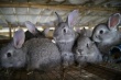 Тамбовская область будет развивать кролиководство