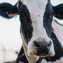 В Подмосковье показали теленка первой клонированной в России коровы