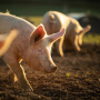 Рост поголовья свиней в России