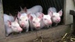 О результатах проверки в отношении поднадзорного объекта г. Перми в рамках предотвращения заноса и распространения вируса африканской чумы свиней.