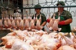Птицефабрика «Псковская» сегодня подготовила к реализации первую партию куриного мяса