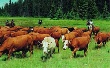 Рекордное количество племенного скота отправят алтайские животноводы в Республику Саха (Якутия)