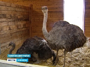 Фермеры накормят белгородцев страусятиной