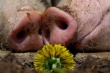 Свиньи оказались двигателем эволюции человеческого обоняния
