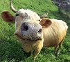 Австралия: Счастливый скот дает мясо высокого качества