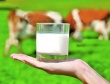 Покупателей молока попросили помочь разоряющимся фермерам в Британии