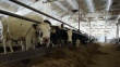 Пожар на томской ферме: погибли 80 коров и три лошади