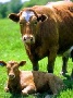В Приамурье завезут почти три тысячи австралийских коров