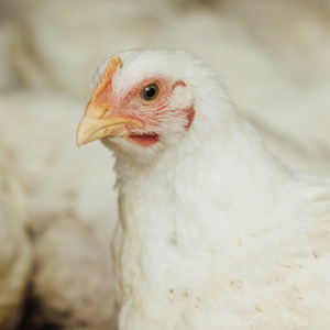 Холдинг «Агросила» направит более 1,5 млрд рублей на развитие в 2026 году