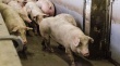 «Пермский свинокомплекс» могут приватизировать уже в этом году
